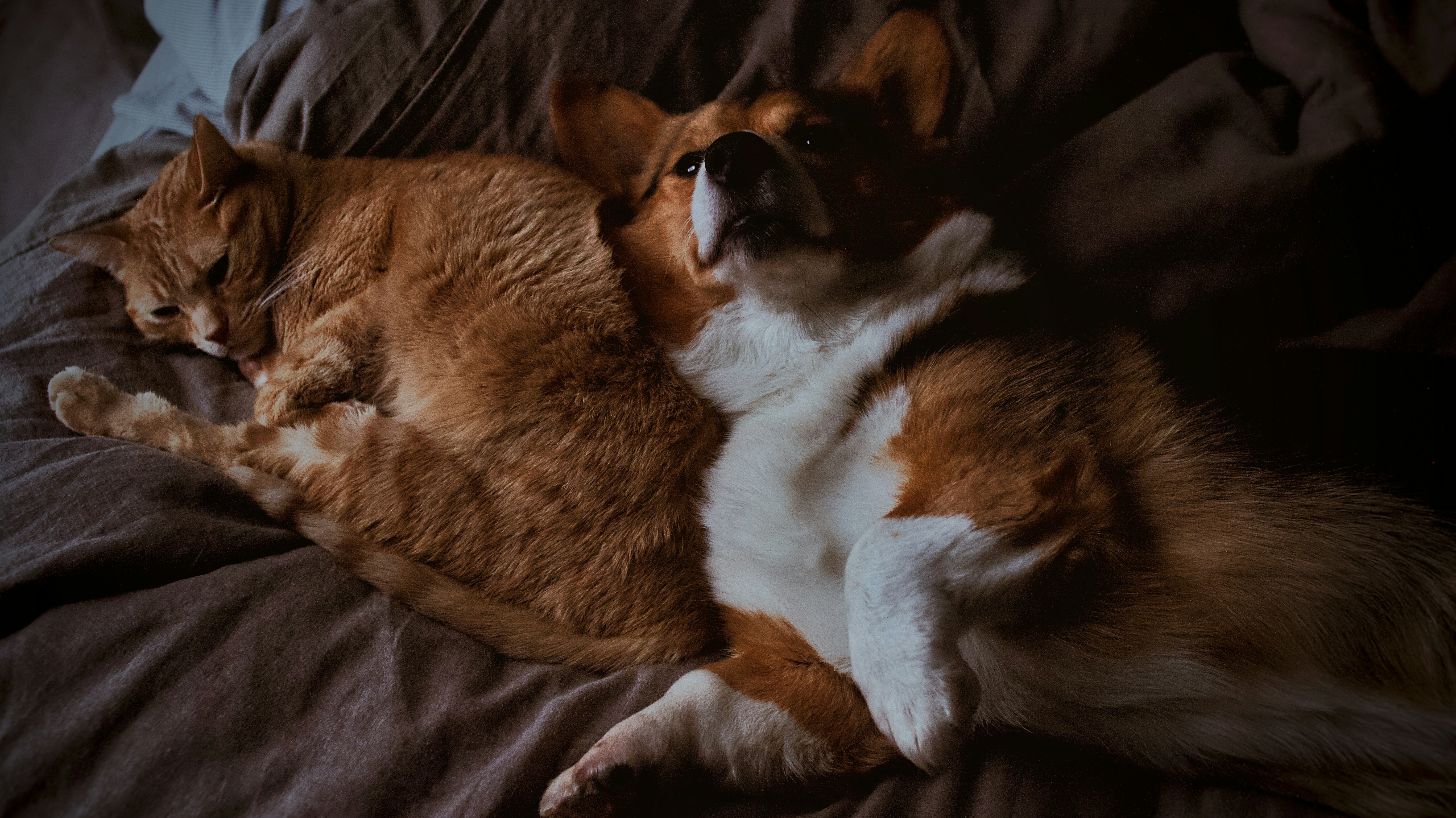 Veterinary Excellence